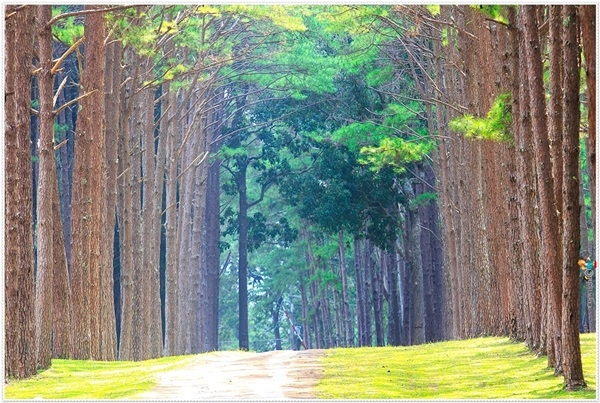 สวนสนบ่อแก้ว