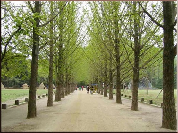 เกาะนามิ เกาหลี