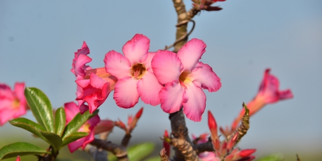 สวนชวนชม