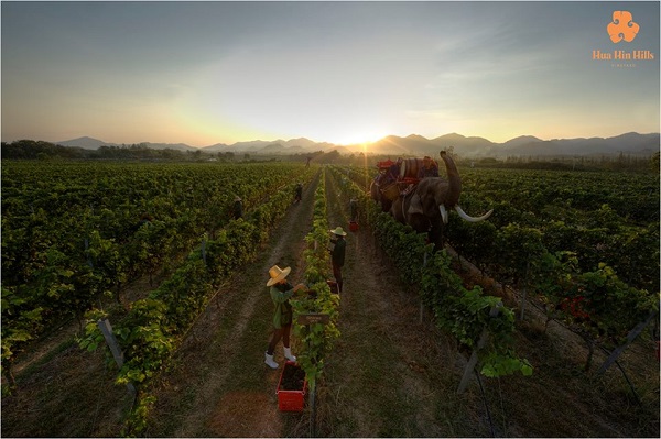 ไร่องุ่นหัวหินฮิลส์ วินยาร์ด