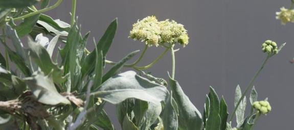 ชาวสวนยาง แย่แน่นักวิทยาศาสตย์เผย อาจไม่ต้องกรีดยางอีกต่อไป!