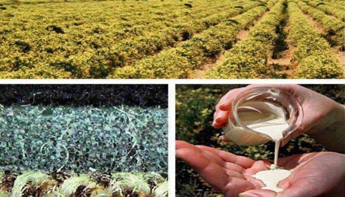 พืชทดแทนยางพารา