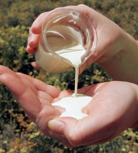 ชาวสวนยาง แย่แน่นักวิทยาศาสตย์เผย อาจไม่ต้องกรีดยางอีกต่อไป!