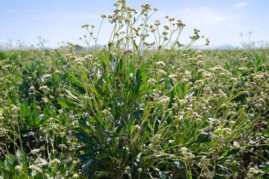 ชาวสวนยาง แย่แน่นักวิทยาศาสตย์เผย อาจไม่ต้องกรีดยางอีกต่อไป!