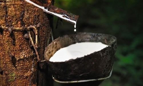 แย่แน่ ถ้าไม่ได้กรีดยาง