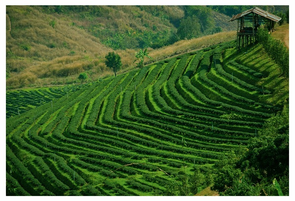 ไร่ชาหงษ์ฝู่ จังหวัดเชียงราย