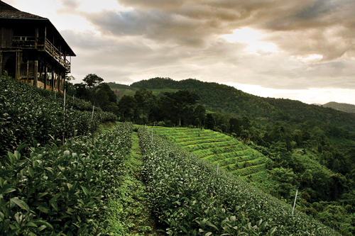 ไร่ชาลุงเดช จังหวัดเชียงใหม่