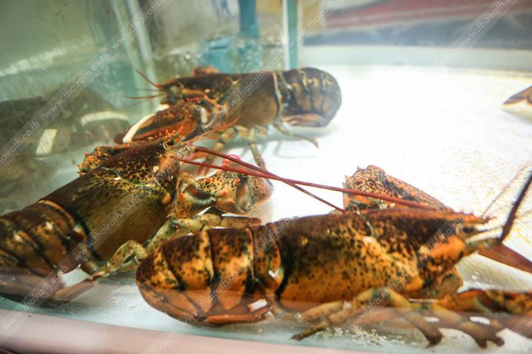กุ้งตัวใหญ่สดๆ