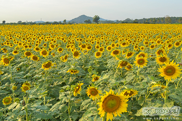 สวยอลังการ...ดอกทานตะวันบานสะพรั่งเต็มท้องทุ่งลพบุรี