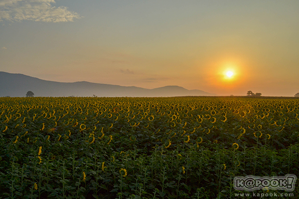 สวยอลังการ...ดอกทานตะวันบานสะพรั่งเต็มท้องทุ่งลพบุรี