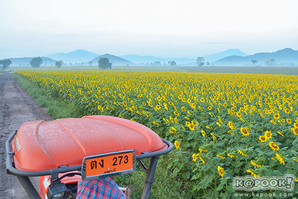 สวยอลังการ...ดอกทานตะวันบานสะพรั่งเต็มท้องทุ่งลพบุรี