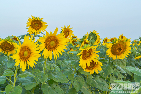 สวยอลังการ...ดอกทานตะวันบานสะพรั่งเต็มท้องทุ่งลพบุรี