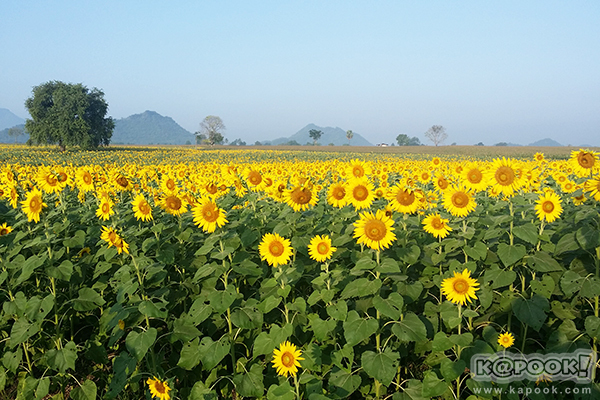 สวยอลังการ...ดอกทานตะวันบานสะพรั่งเต็มท้องทุ่งลพบุรี