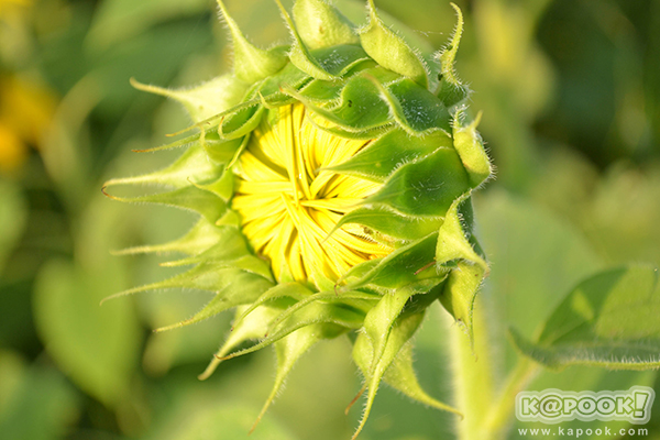 สวยอลังการ...ดอกทานตะวันบานสะพรั่งเต็มท้องทุ่งลพบุรี