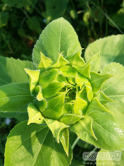 สวยอลังการ...ดอกทานตะวันบานสะพรั่งเต็มท้องทุ่งลพบุรี