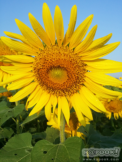 สวยอลังการ...ดอกทานตะวันบานสะพรั่งเต็มท้องทุ่งลพบุรี