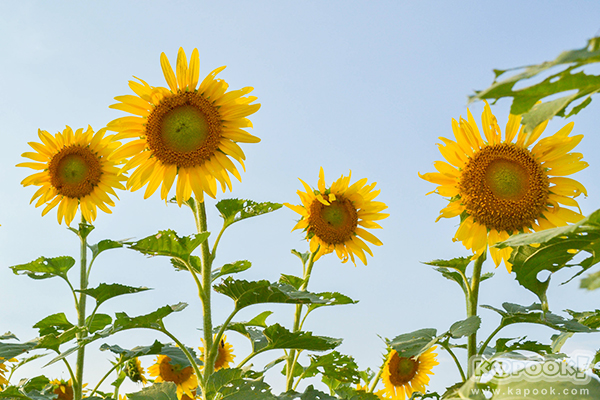 สวยอลังการ...ดอกทานตะวันบานสะพรั่งเต็มท้องทุ่งลพบุรี