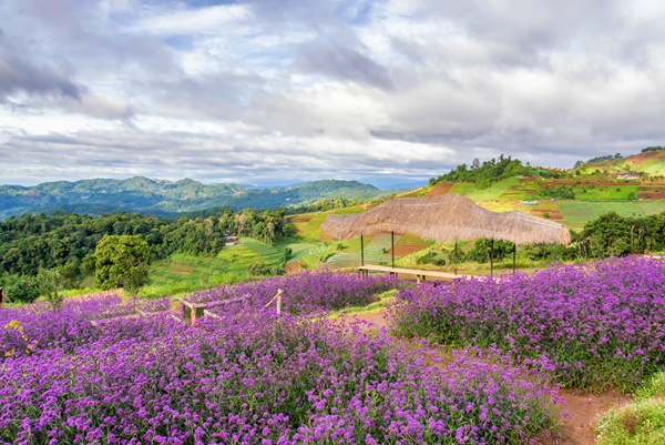 ม่อนแจ่ม จังหวัดเชียงใหม่