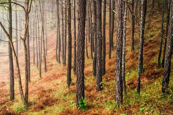 ป่าสนวัดจันทร์ เชียงใหม่ (ป่าสนเจ็ดสี) (บรรยากาศเหมือนไปเกาหลี)