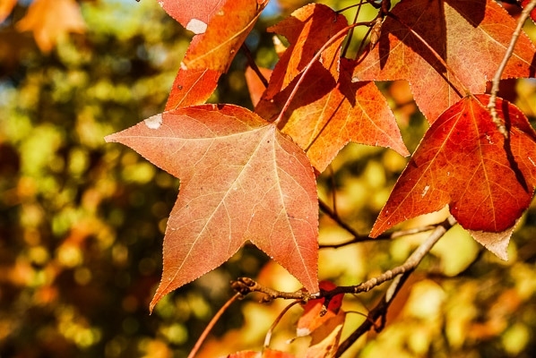 ป่าสนวัดจันทร์ เชียงใหม่ (ป่าสนเจ็ดสี) (บรรยากาศเหมือนไปเกาหลี)