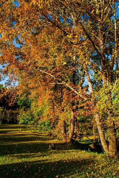 ป่าสนวัดจันทร์ เชียงใหม่ (ป่าสนเจ็ดสี) (บรรยากาศเหมือนไปเกาหลี)