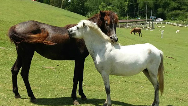 Swiss Valley Hip Resort สวนผึ้ง ราชบุรี