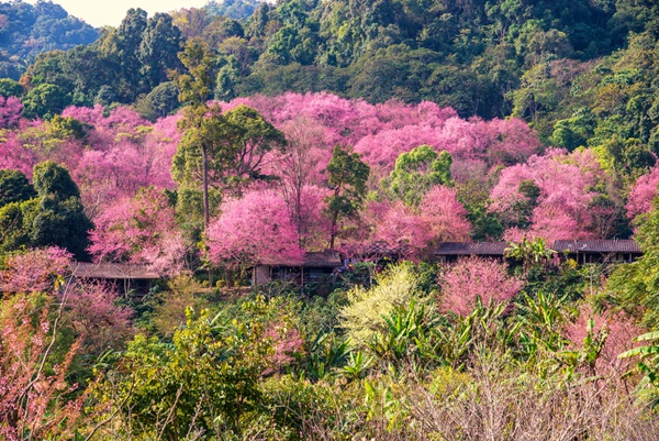 สถานีวิจัยและศูนย์ฝึกอบรมเกษตรที่สูงขุนช่างเคี่ยน จังหวัดเชียงใหม่