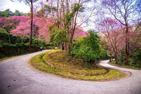 สถานีวิจัยและศูนย์ฝึกอบรมเกษตรที่สูงขุนช่างเคี่ยน จังหวัดเชียงใหม่