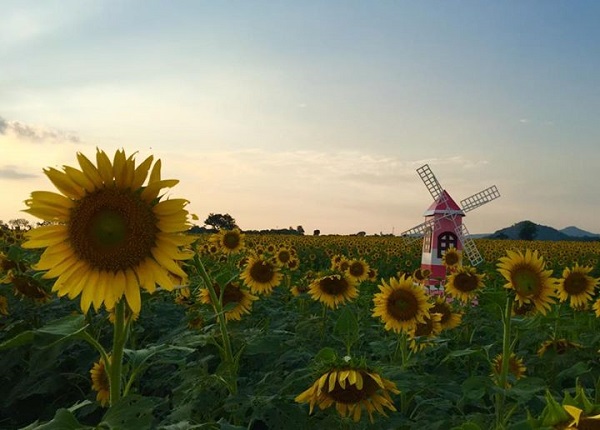 เทศกาลทุ่งทานตะวันบาน จังหวัดลพบุรี