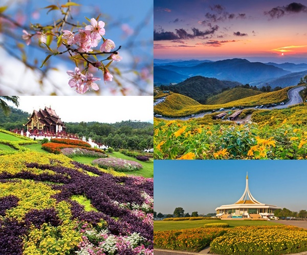 ตระการตากับ 11 เทศกาลชมดอกไม้ต้อนรับฤดูหนาว