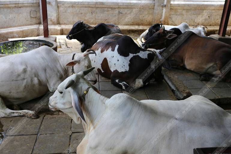 บริจาคเงินไถ่ชีวิตโค