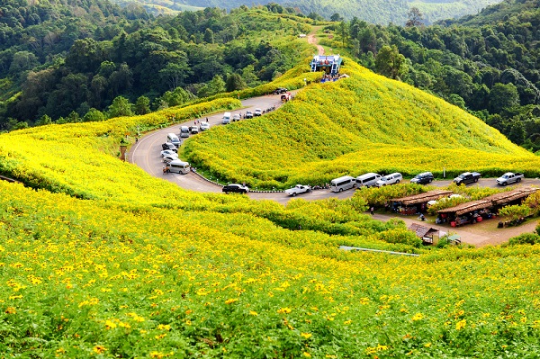 หนาวนี้อย่าพลาด เทศกาลดอกบัวตองบานบนดอยแม่อูคอ ปี 2558